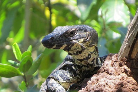 سحلية ضخمة في مسبح فندق بالمكسيك