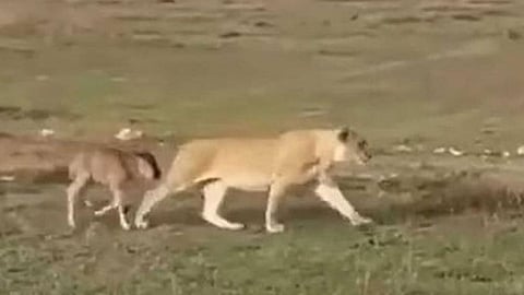 سلوك غريب من لبؤة في تنزانيا