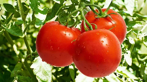 أطعمة تطيل العمر