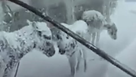 حمير محنطة بسبب الطقس السيء