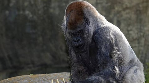 أوزي أكبر غوريلا ذكر بالعالم
