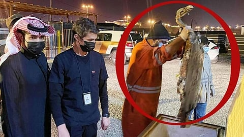 ضبطية بمشاركة 3 جهات.. « تمساح وغزال ونسر» نافقة في ثلاجة لحوم متنزه بعسير