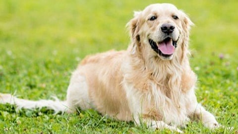 تربية الكلاب في المجتمع السعودي