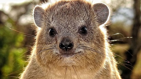 البري الوبر الصخري