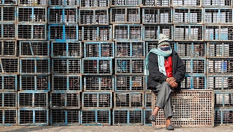 تفشي لإنفلونزا الطيور بالهند