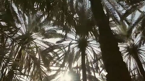 محمد الحربي.. قصة مواطن غيَّر مفهوم الزراعة وغزا بتمر البرني الأسواق الأوروبية