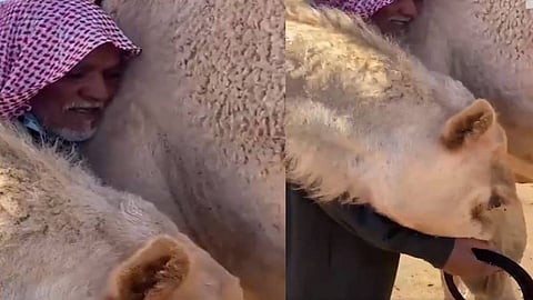 ناقة احتضنت صاحبها