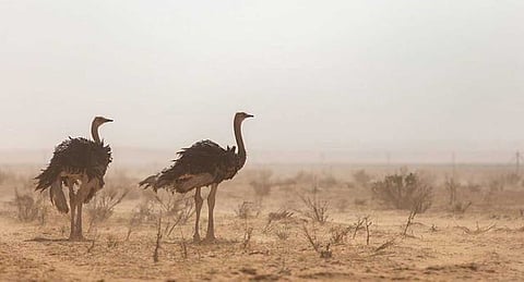 محمية الإمام تركي بن عبد الله الملكية