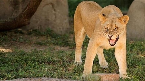 لبؤة تقتل عاملًا