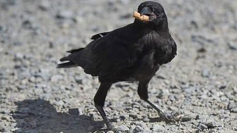 الغربان تلتقط السجائر في شوارع السويد