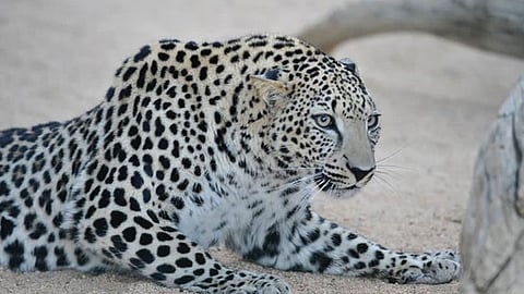 فنان تشكيلي يكشف سبب انتشار صورة نمر عربي بين السعوديين