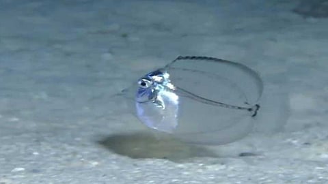 سمكة البلور