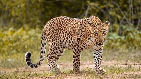 النمر العربي