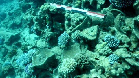 جانب من الاكتشاف