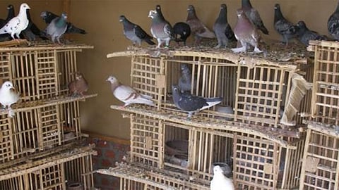 طبيب يحذر من مخاطر تربية الحمام: قد تؤدي لتليف الرئة