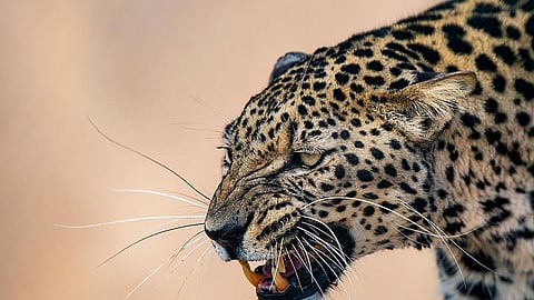 النمر العربي