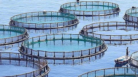 مسؤول بـ«الزراعة»: فرص استثمارية واعدة للاستزراع السمكي بالمنطقة الشرقية