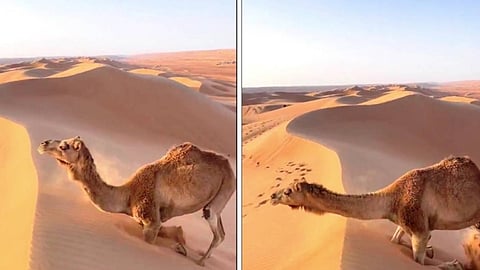 تسلق ناقة الكثبان الرملية