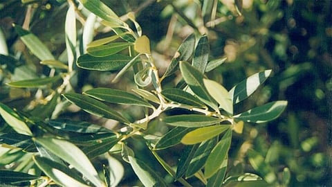 أوراق الزيتون مسكن لآلام المفاصل