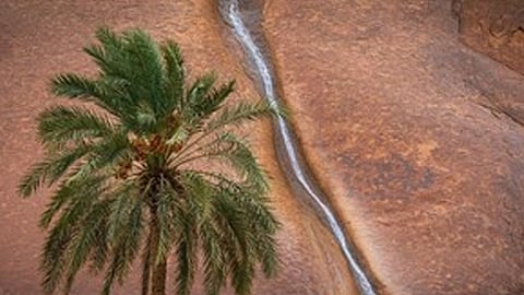 الصورة التي حاز عليها المصور السعودي عبدالرحمن البريه الجائزة