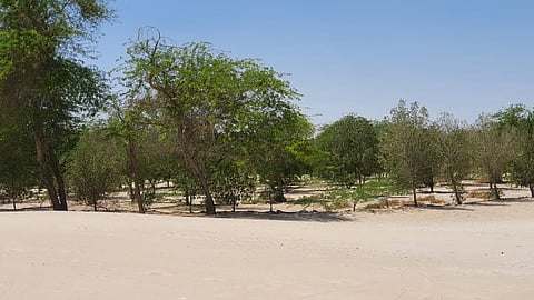 جانب من أشجار العتمة