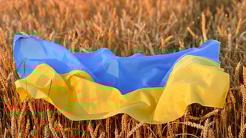 سلة حبوب يهدرها الصراع.. كيف تهدد الحرب الروسية الأوكرانية غذاء العالم؟