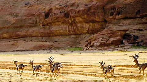 محمية شرعان بالعلا