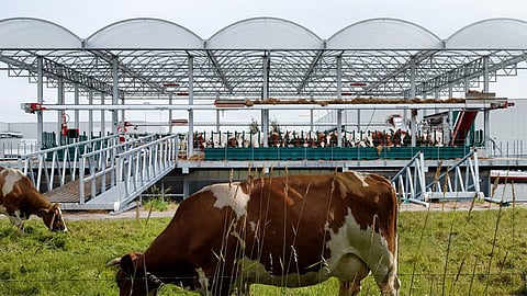 مزارع أبقار