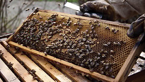 استيراد النحل