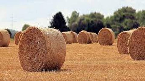 صناعة الأعلاف