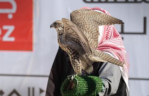 الصقر