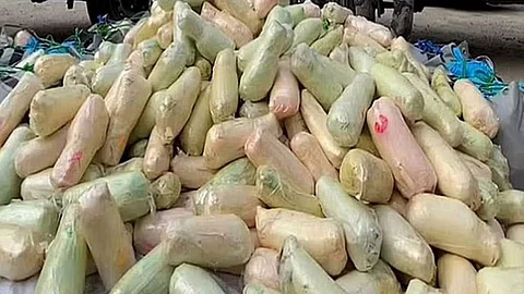 القات المخدر