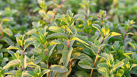 زراعة النعناع في المدينة المنورة