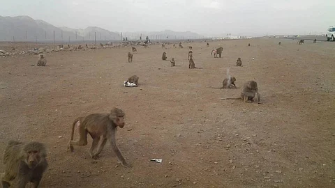 القرود في السعودية
