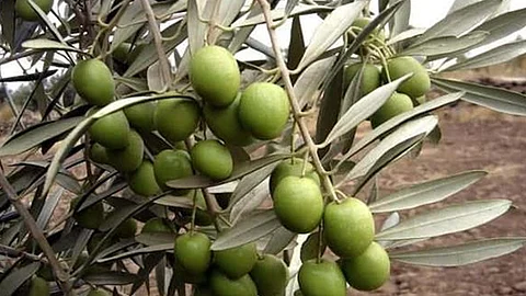 منطقة الجوف وزراعة وتصدير الزيتون.. حكاية بدأت في ثمانينات القرن الماضي
