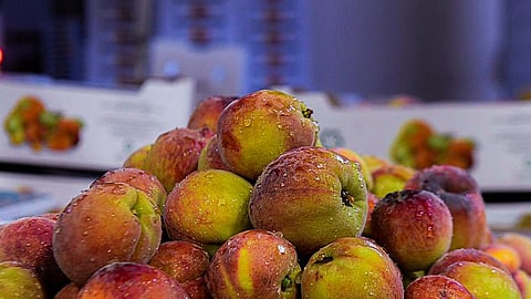 شجر اللوزيات بمنطقة تبوك