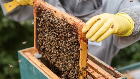 تصاريح المناحل والنحَّالين