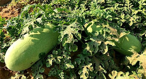 مزارع الحبحب - أرشيفية