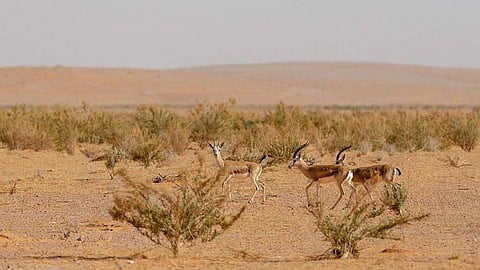 محمية الإمام تركي بن عبدالله