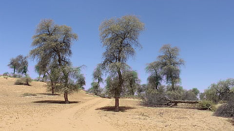 العبث بالغطاء النباتي