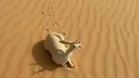 نفوق ظباء في الصحراء