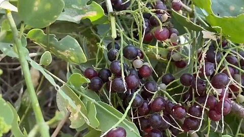 ثمرة الكباث