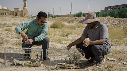 الحياة الفطرية ينقل كائنات لمركز إيواء