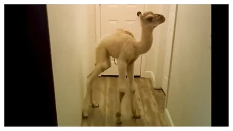 جمل صغير