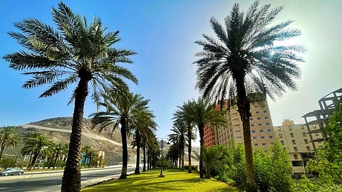 تواصل صيانة الحدائق والمسطحات الخضراء في مكة