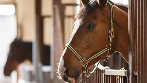 اسطبلات الخيول