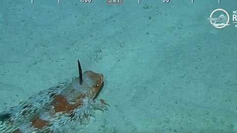 سمكة نادرة بالبحر الأجمر