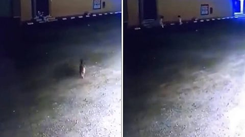 كلب مفترس يهاجم طفلين في القريات