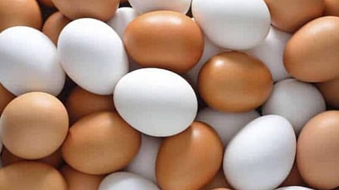 بيض المائدة