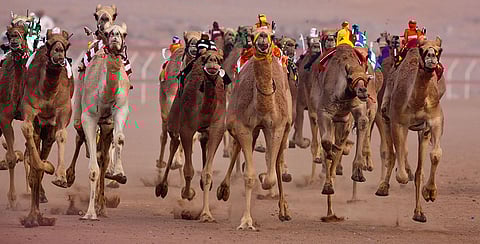 منافسات نهائي سباق المفاريد 2022 تنطلق غدًا في الطائف